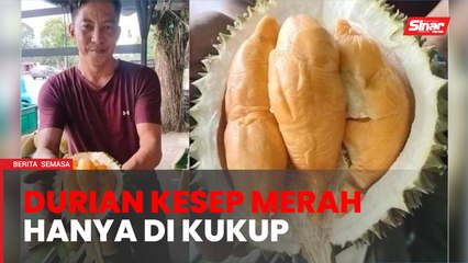 Durian kesep merah Kukup jadi buruan