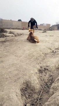 Funny Dogs Prank clips #viral pranks #dog funny prank videos #funny dog #viral.dog