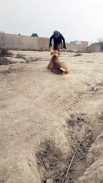 Funny Dogs Prank clips #viral pranks #dog funny prank videos #funny dog #viral.dog