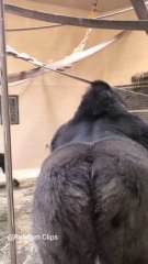 Funny Gorillas Videos That Make You Laugh So Hard