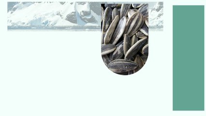 Power Up Your Health with the Best Sunflower Seeds from Nutrabharat!