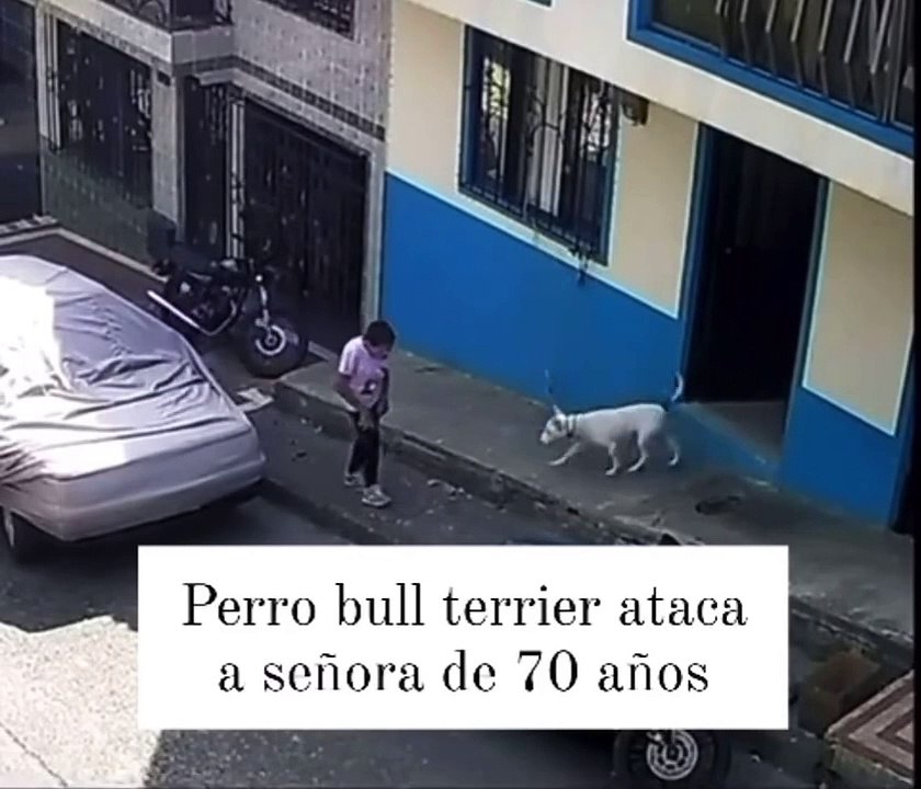 Bull Terrier