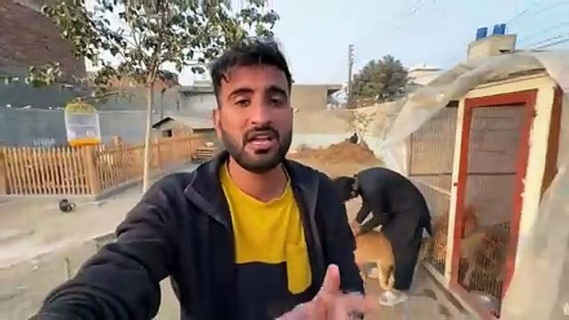 shehar mein dehat ep 118 2024 animal mini zoo Surprise For Sabtain Golden Retriver Dogs Agaiy