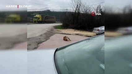 Kedi ile köpeğin sevimli dostluğu