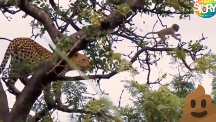 A monkey chased away a lion.