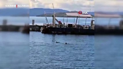 Nesli tükenme tehlikesi altındaki Akdeniz foku Bodrum'da ortaya çıktı