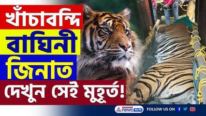 দেখুন সেই মুহূর্ত! অবশেষে খাঁচাবন্দি বাঘিনী জিনাত, হাফ ছাড়ল গ্রামবাসীরা