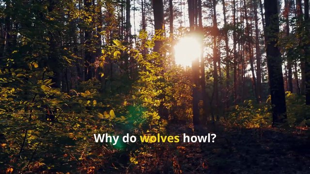 Incredible Wolf Facts, Howling Truths About Nature’s Fiercest Pack!