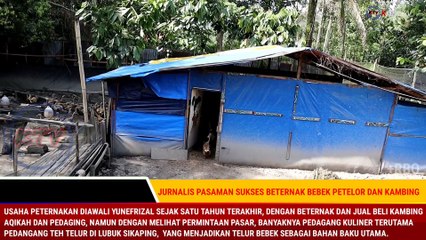 JURNALIS PASAMAN HASILKAN CUAN JUTAAN RUPIAH BETERNAK BEBEK PETELOR DAN KAMBING