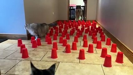 Dogs And Cats Try The Cup Maze Challenge!! (Who's Smarter??)