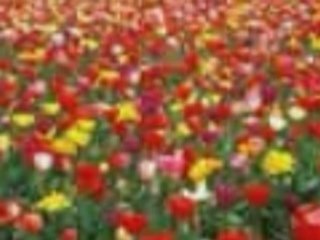 tetouan -aaron neville