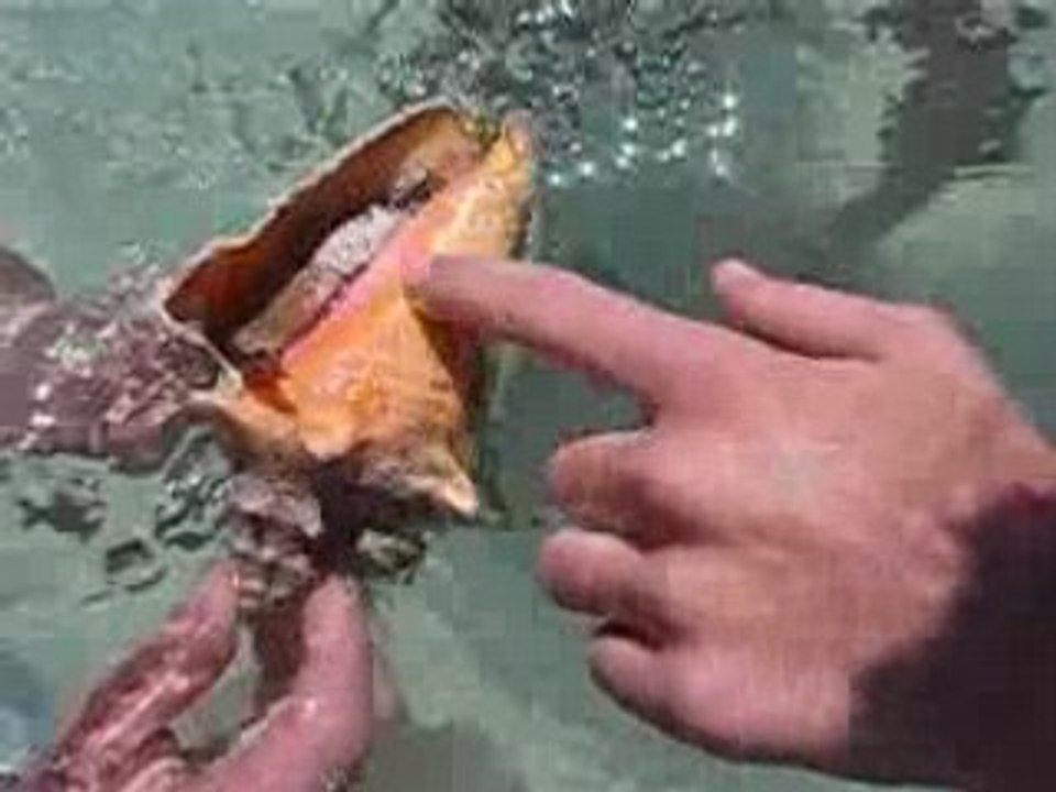 Bernard L’ermite (PuntaCana)