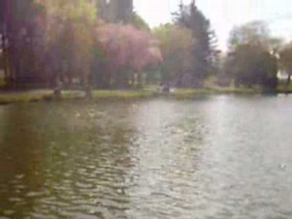 Pêche de la carpe au coup avec Karel