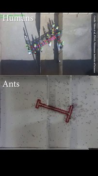 Ants Vs Humans Problem solving skills