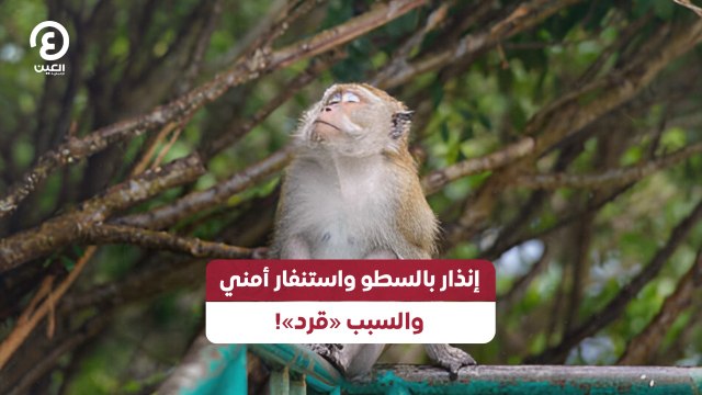 إنذار بالسطو واستنفار أمني والسبب «قرد»!