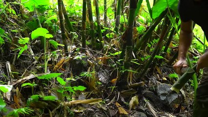 EP.363 - Jornada para colher brotos de bambu e caracóis, sobrevivência no rio