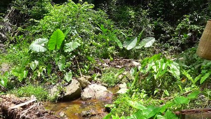 EP.367 - A vida cotidiana de um rio Sobrevivência, cuidados com os animais e culinária