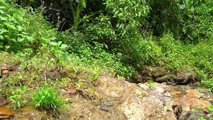 EP.369 - Gafanhotos selvagens, ótima comida da natureza, sobrevivência no rio