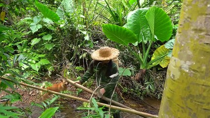 EP.370 - Muitas frutas silvestres na floresta, culinária selvagem, sobrevivência no rio