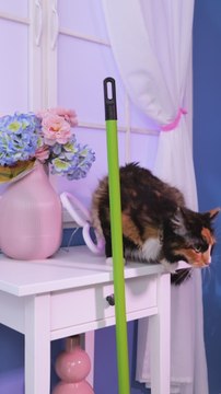 DIY Kitty Scratcher From Old Brooms! 🐱✨ #asmr #diy #recycle