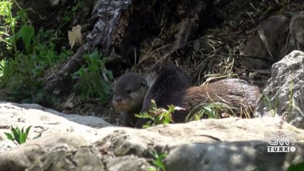 Sivas’ta su samuru apartmana sığındı