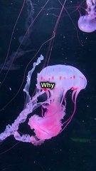 Mind-Blowing Jellyfish Facts