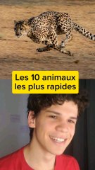 Les animaux les plus rapides du monde