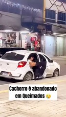 Polícia investiga pessoas que abandonaram cachorro em praça na Baixada