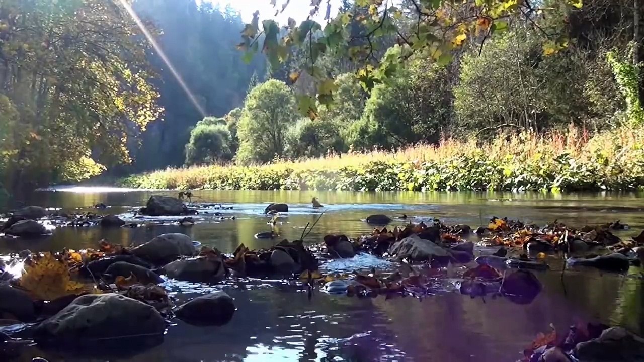 The Black Forest - Mystischer Schwarzwald | movie | 2013 | Official Trailer