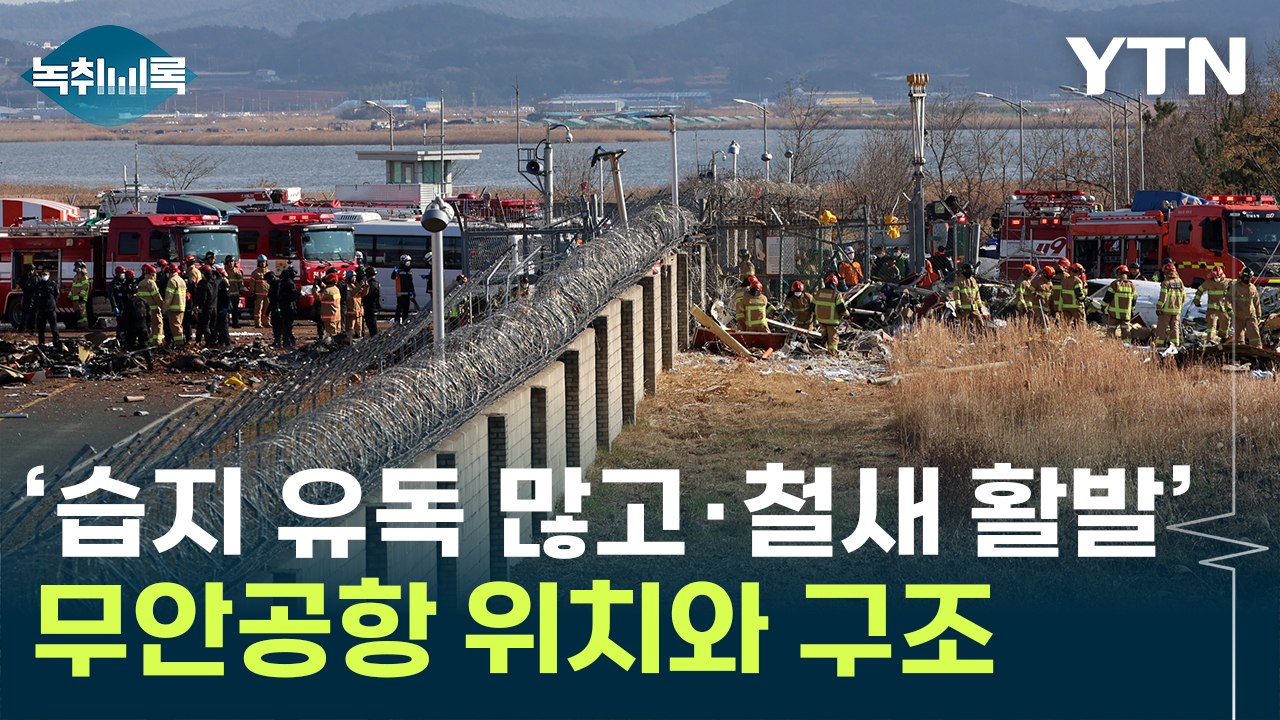 '조류 충돌 발생률 1위'...무안공항, 습지 많아 철새 도래지 [Y녹취록] / YTN