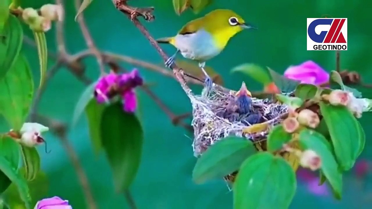 EXOTIC SMALL BIRDS