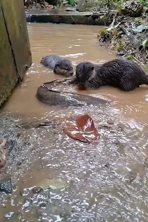 Cute animals | cute pets #cuteanimals #cute #pets #animal #cutepets