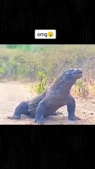 OMG😱Huge Giant dangerous Animal attack on little goat