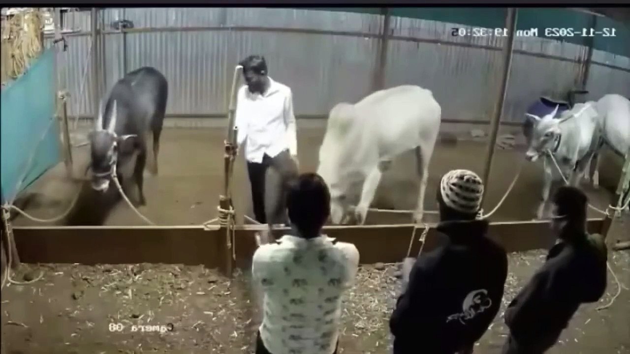 Animal attack on humans part 3 how bull 🐂 attack on a boyy