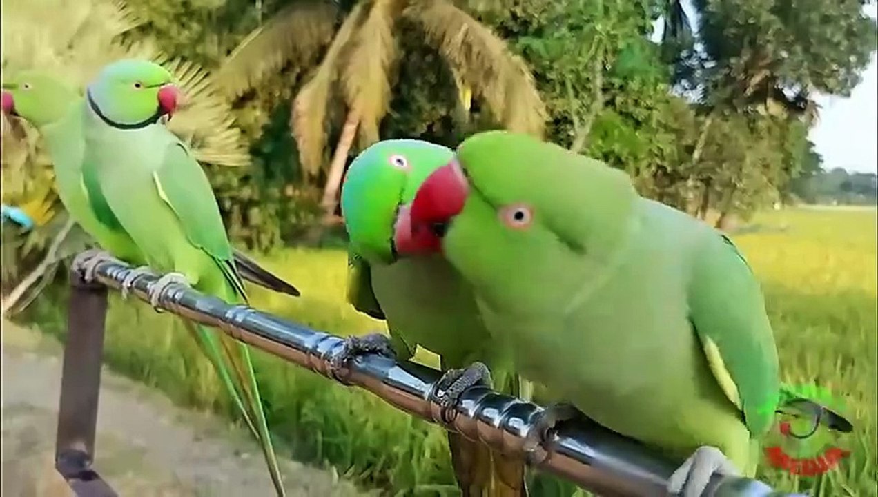 Ringneck Parrot Videos Compilation_High