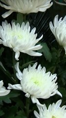 이재명 눈물 "제가 죄송하다"…연이틀 무안공항 찾아 유족 위로