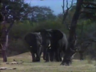 Can the Elephant be saved?