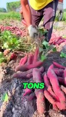 Thai Sweet Potato Trick – A Surprising Kitchen Hack!