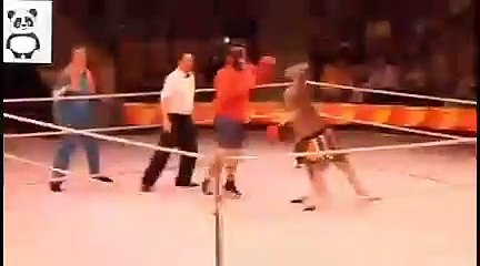 Kangaroo vs man boxing Match