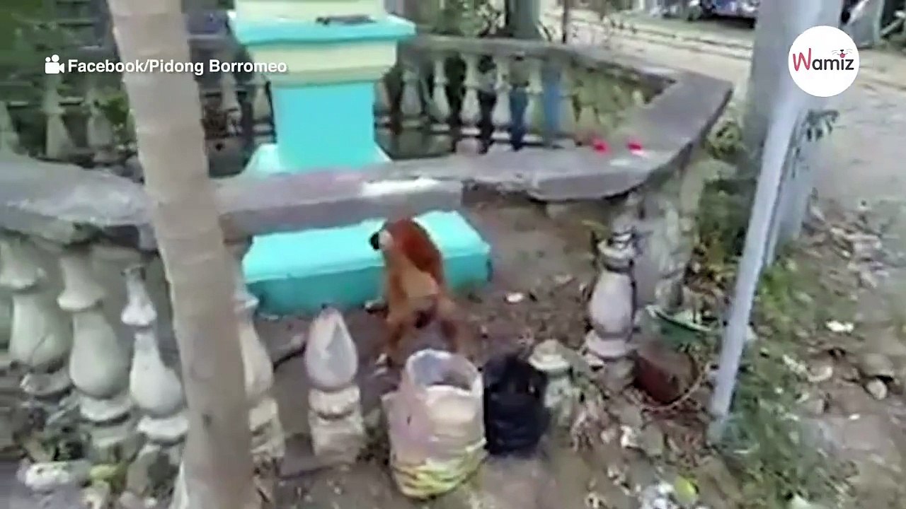Pies znajduje martwe kociątko i robi coś, co wprawia opiekunów w osłupienie (video)