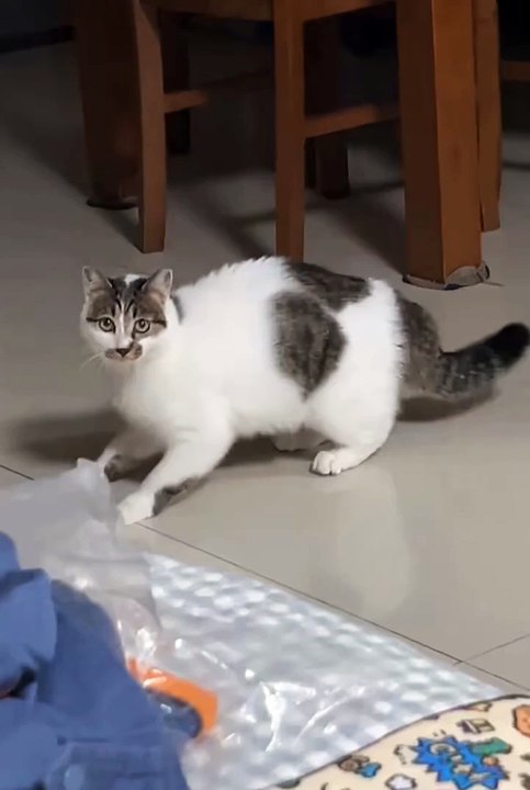 Cute cats❤️cute animals #cutecats #cuteanimals #shorts, #cat #catlover