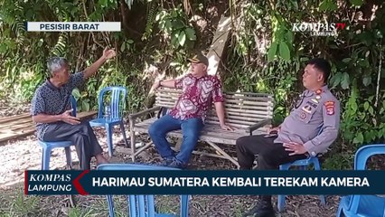 Harimau Sumatera Kembali Terekam Kamera