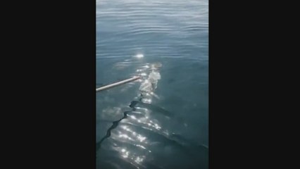 El hermoso gesto de este pescador al salvar a una tortuga marina atrapada entre plásticos