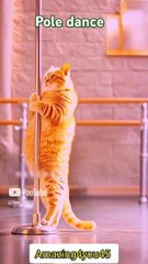 __Cat pole dance__ #cat #lover #funnyanimals #funny #amazing @amazing04youcrafts45-c1k (1)