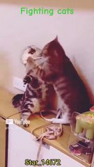 __fighting cats__ #cat #funnyanimals #lover @Star_14672