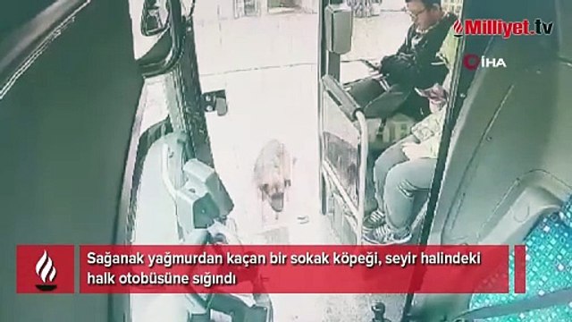 Yağmurdan kaçan köpek çareyi otobüse sığınmakta buldu