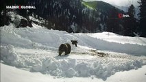 Kış uykusuna yatmayan ayılar arıcıların güvenlik kamerasına yakalandı