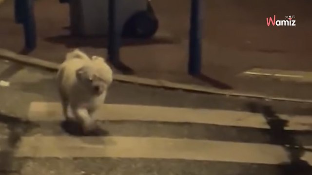 Neglected small dog rescued after being left outdoors without shelter