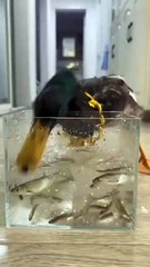 “Unbelievable Moment: Duck Devours Little Fish in Seconds!”