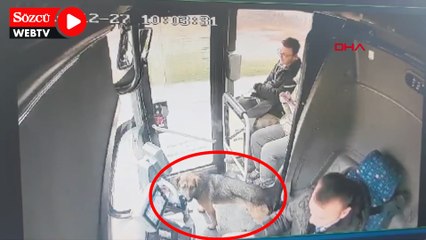 Yağmurdan ıslanan köpek, durağa yanaşan otobüse bindi
